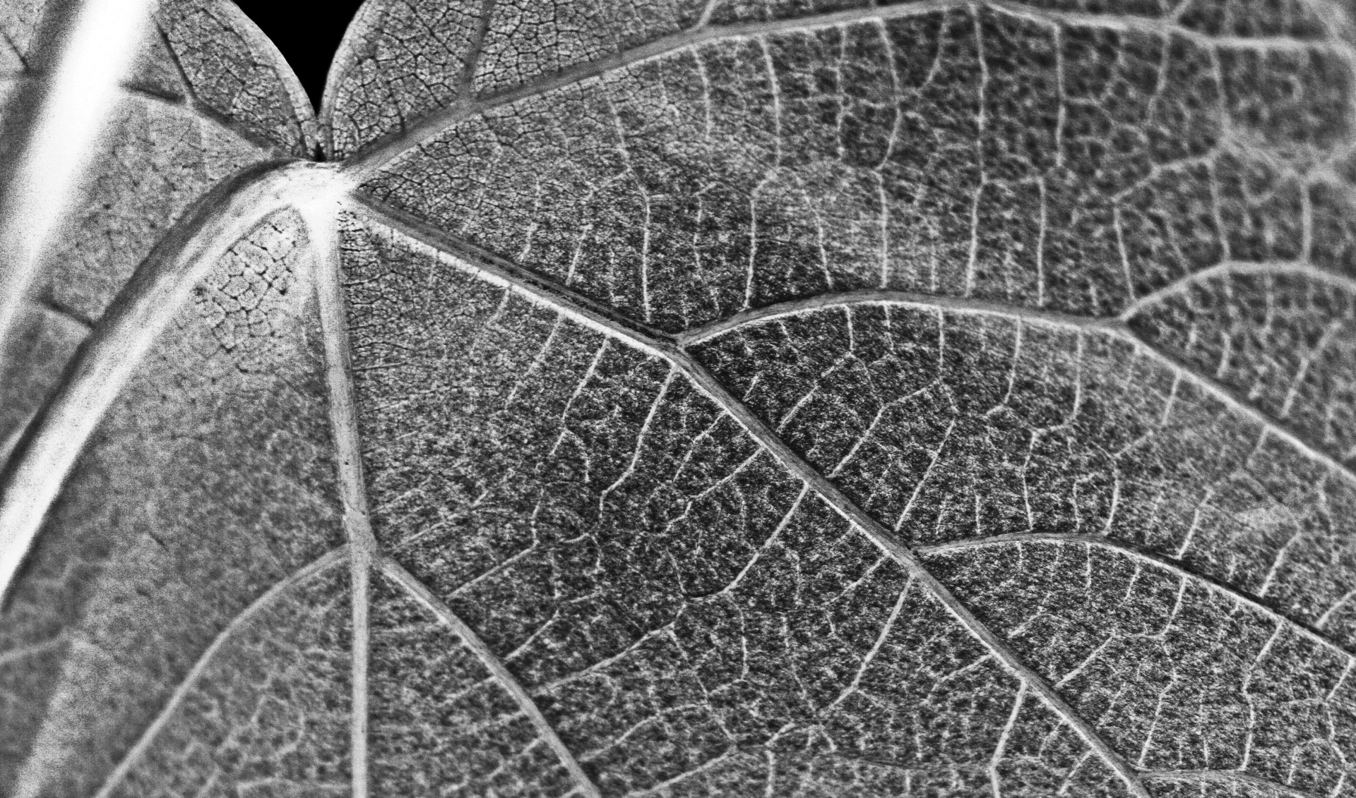 vine leaf veined free photo