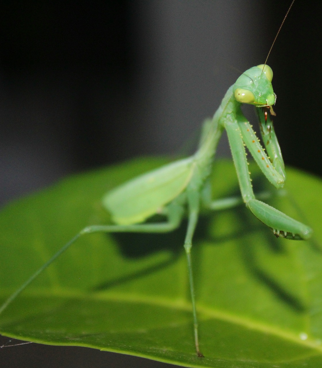 invertebrate insect mantis free photo