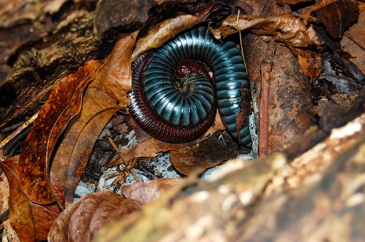 invertebrate nature wood free photo