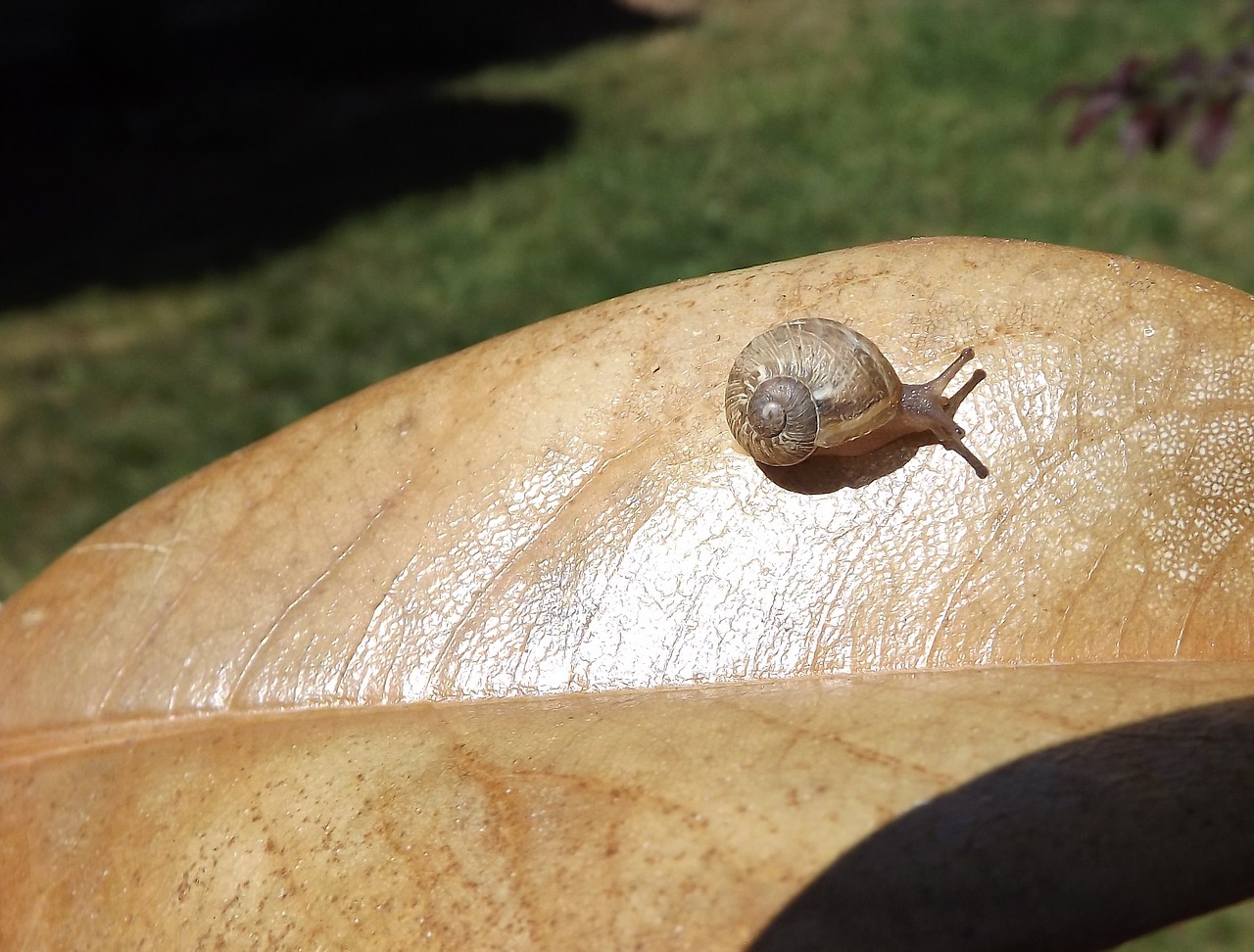 invertebrate nature gastropod free photo