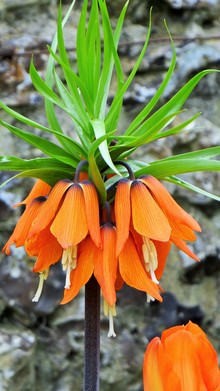 inverted tulip crown imperial orange flower free photo