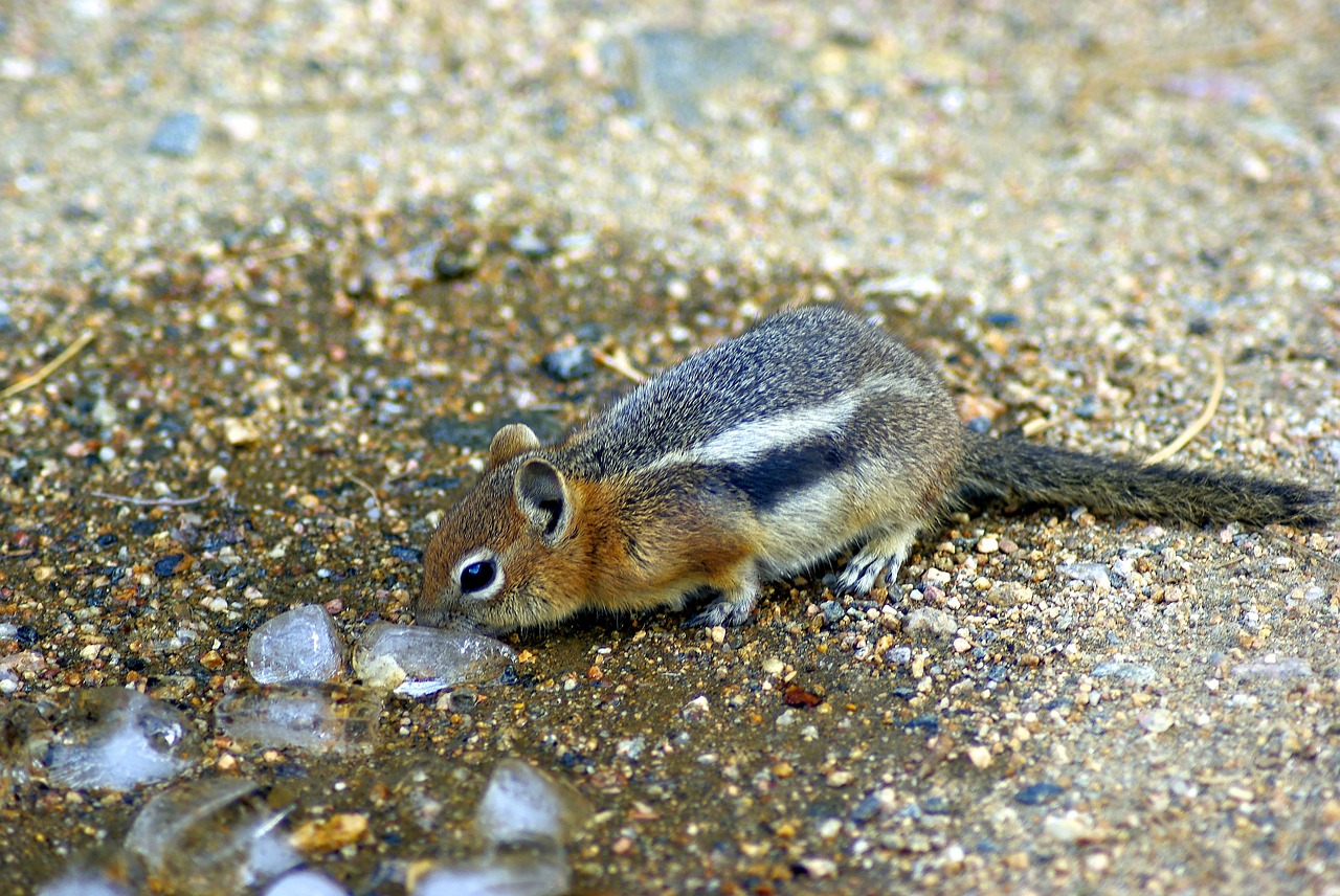 investigating ice  ground  squirrel free photo