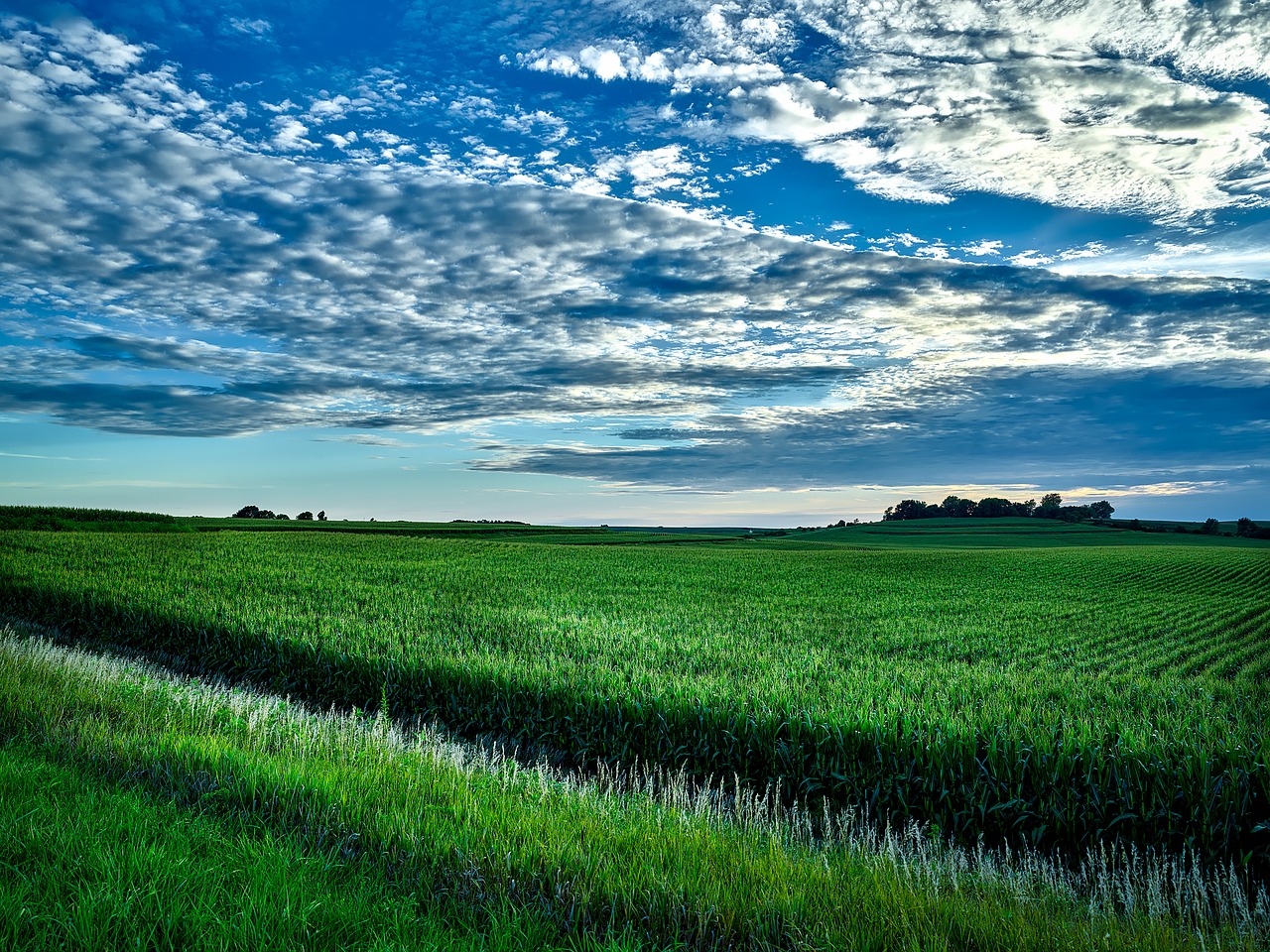 iowa corn cornfield free photo