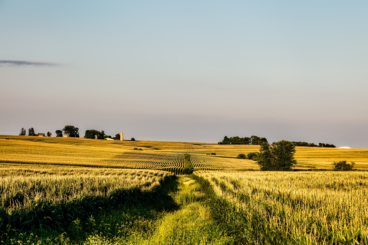 iowa corn field free photo