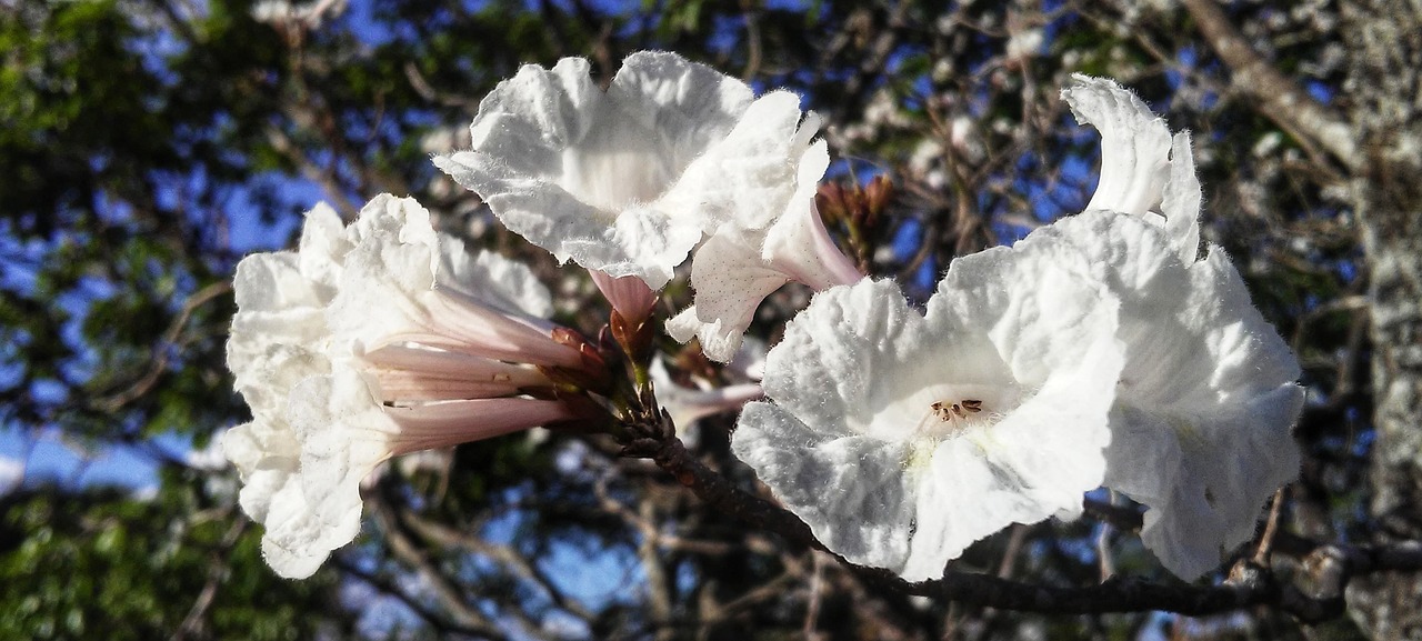 ipê white cerrado free photo