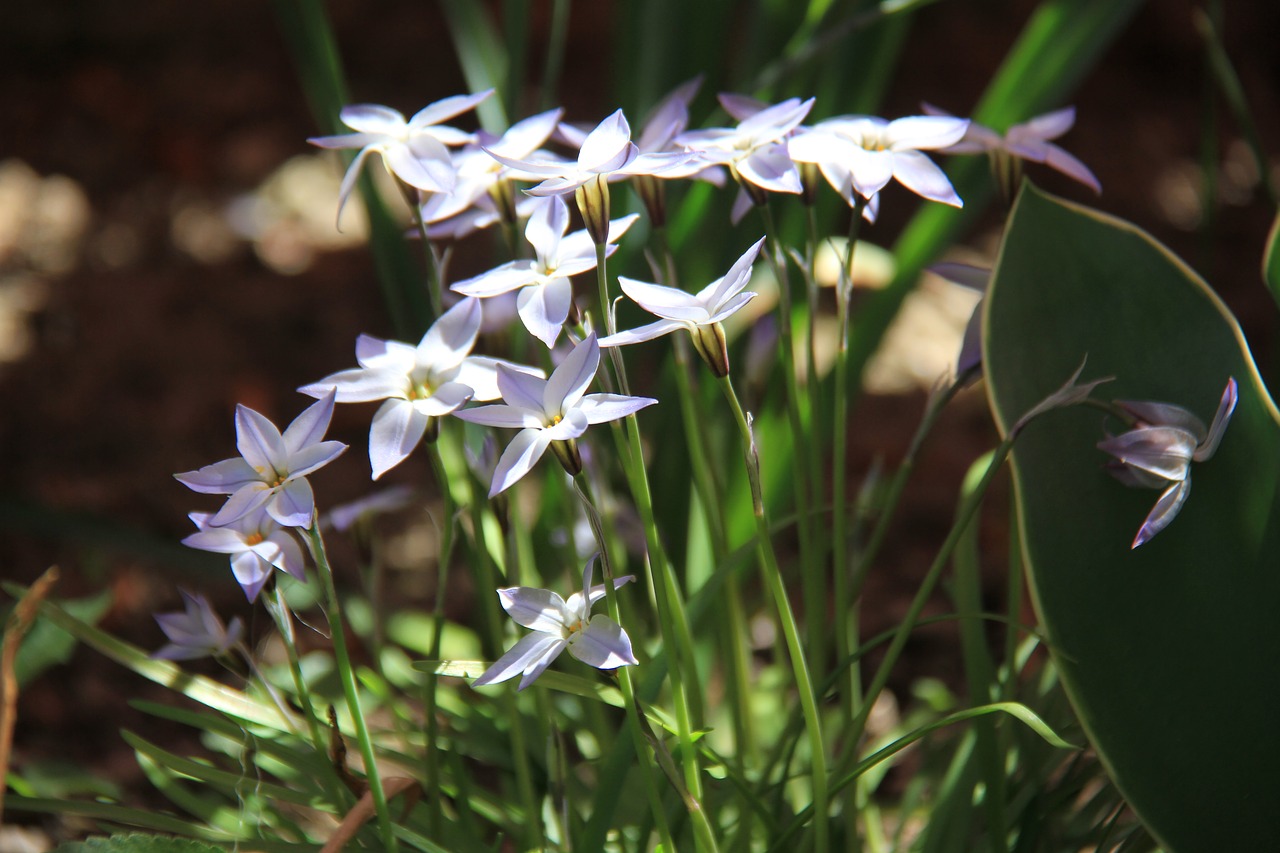 ipheion  flower  blue free photo