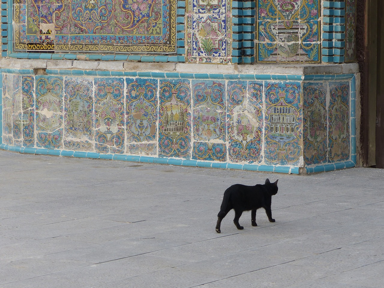 iran cat black free photo