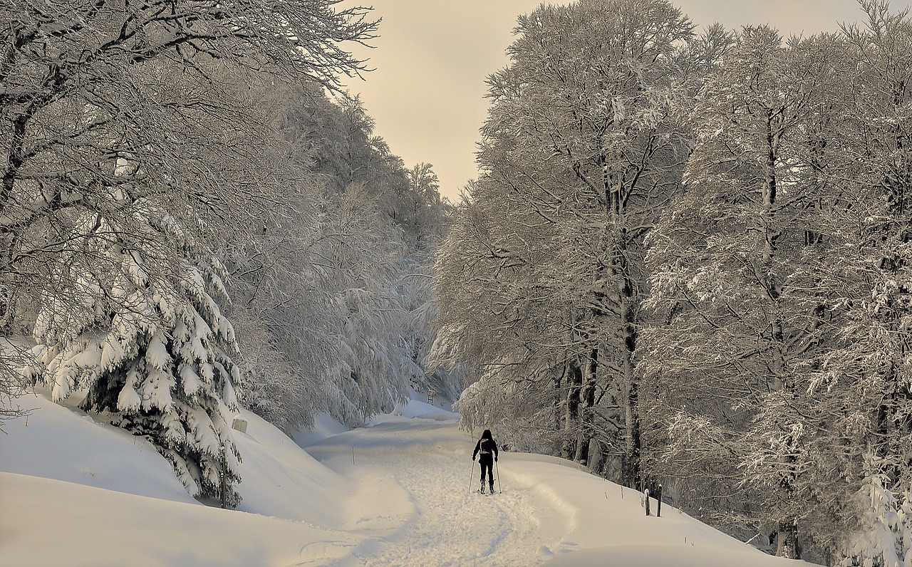 irati snow forest free photo