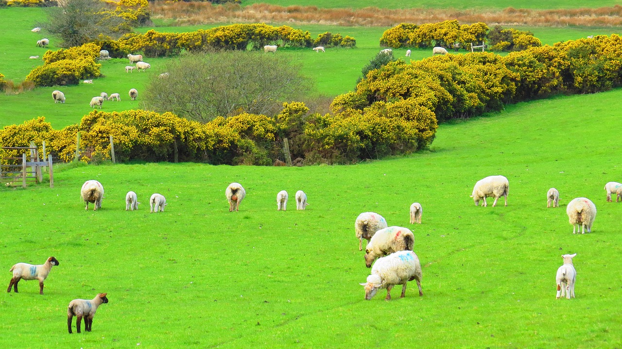 ireland sheep green free photo