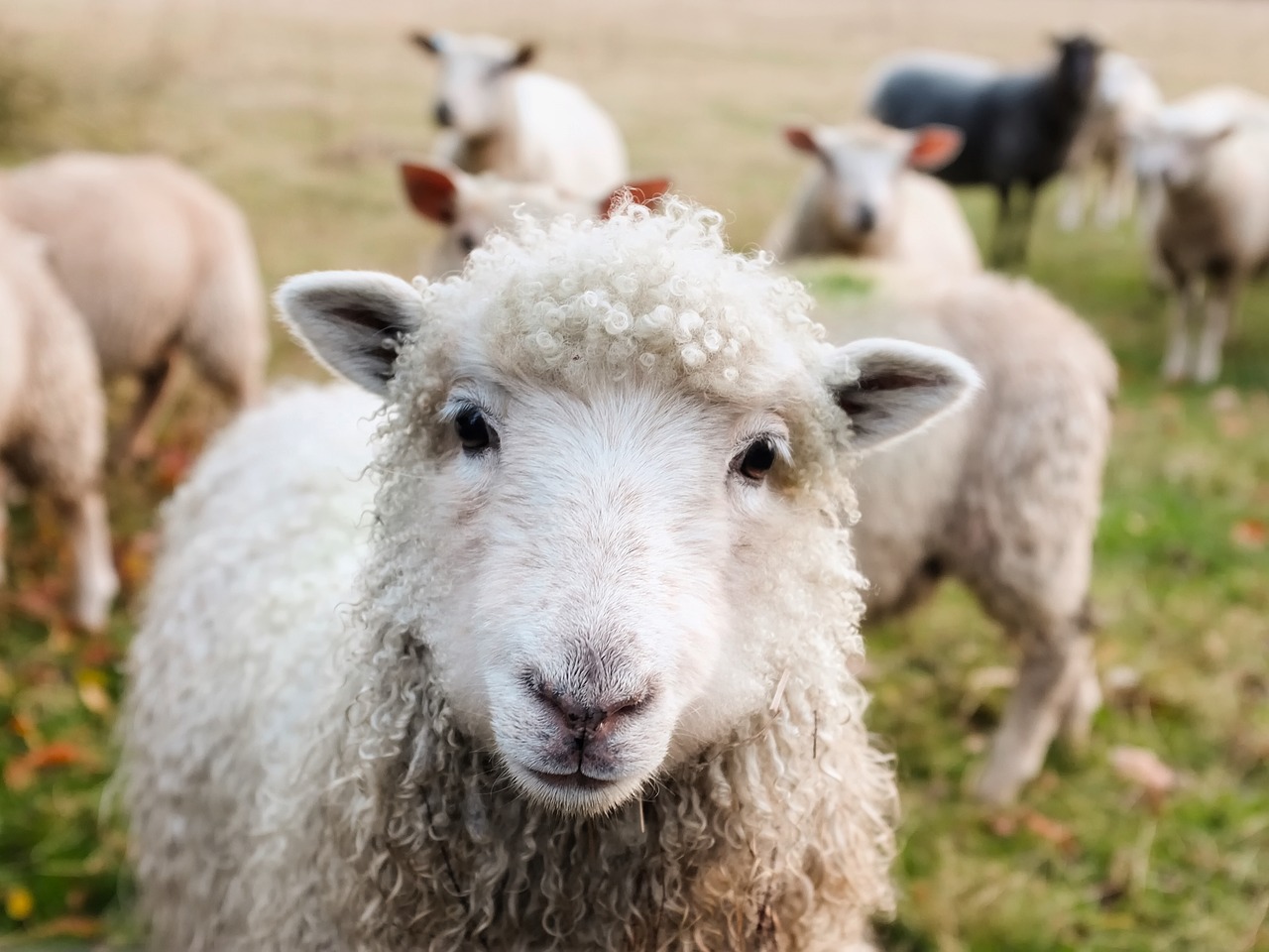 ireland sheep lambs free photo