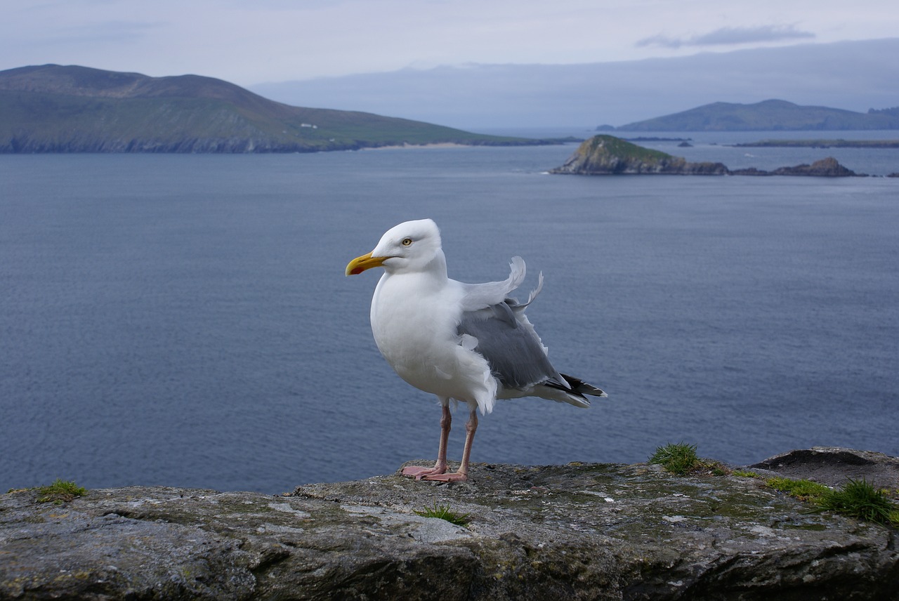 ireland seagull bird free photo