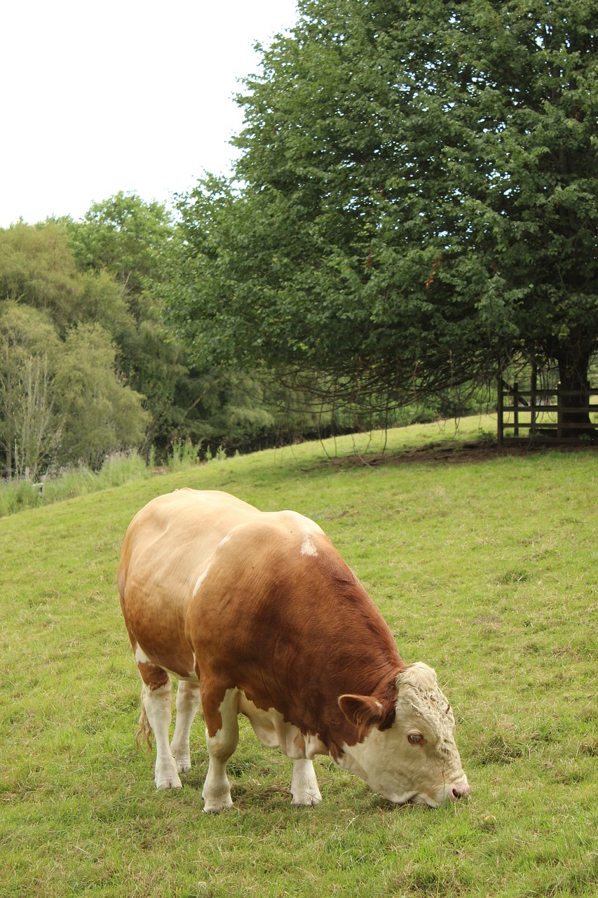 ireland field cow free photo