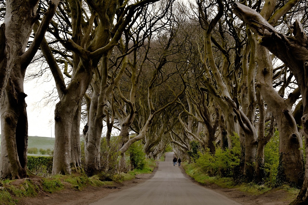 ireland dark hedges free photo