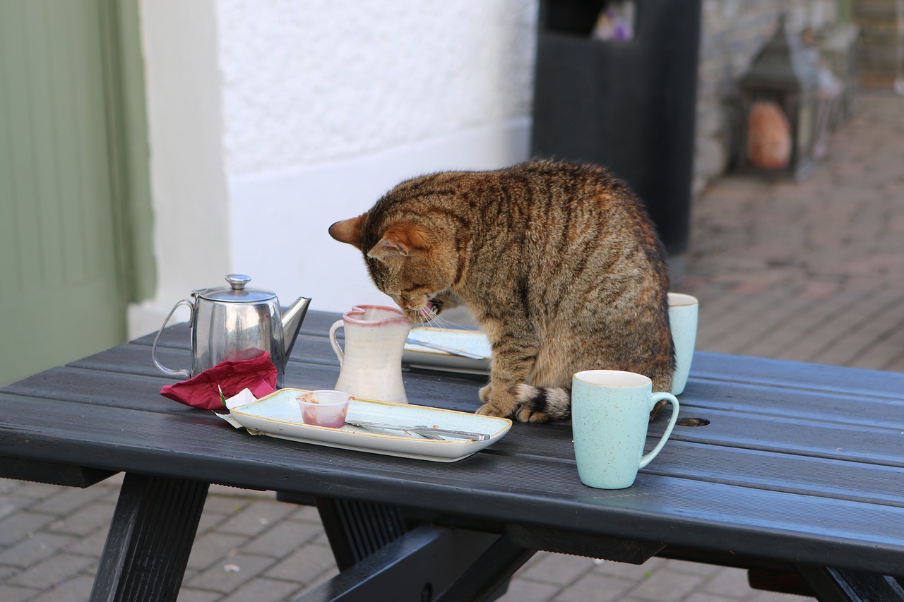 ireland cat coffee free photo