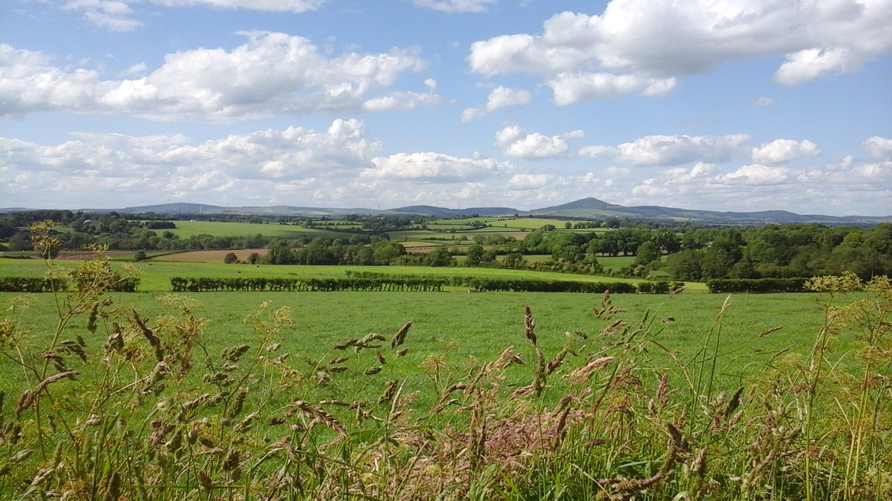 ireland fields grasses free photo