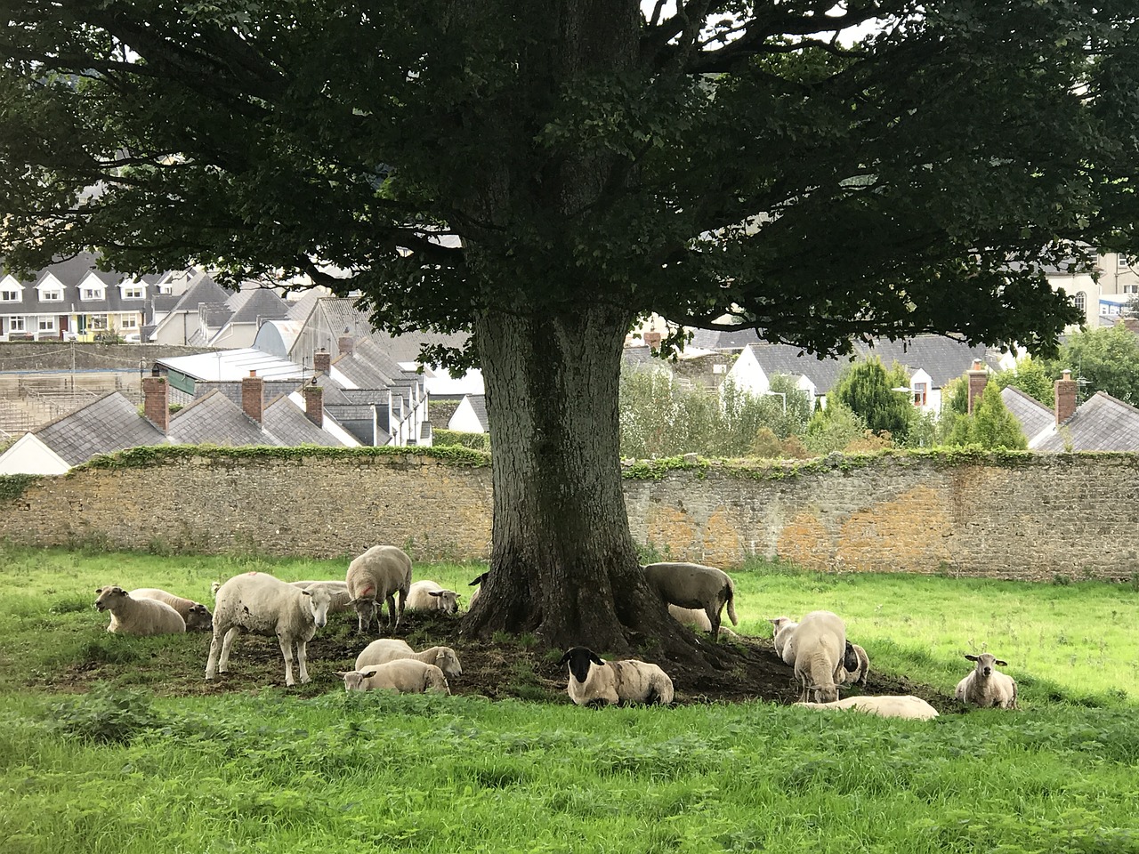 ireland landscape sheep free photo
