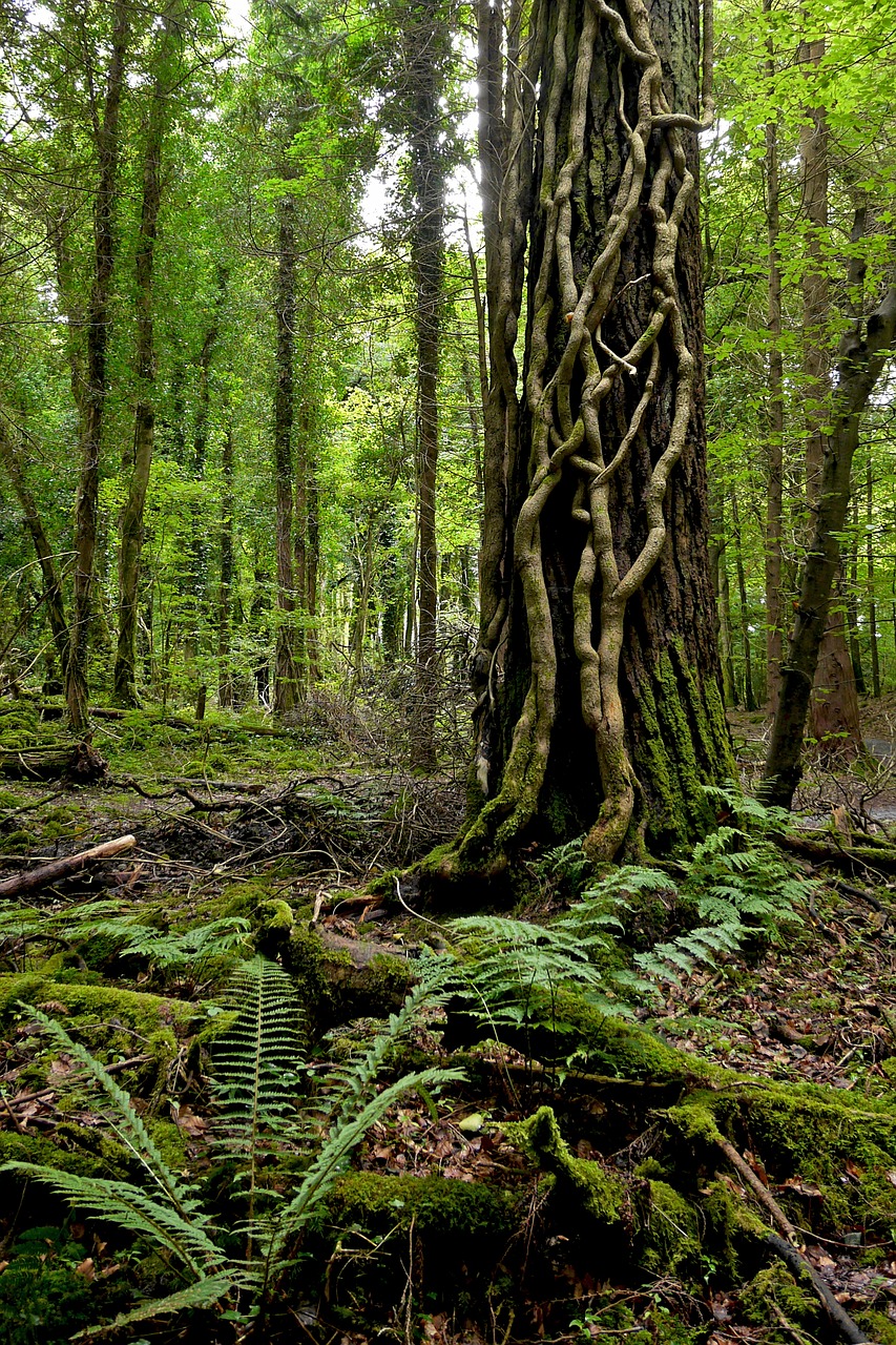 ireland forest tree free photo
