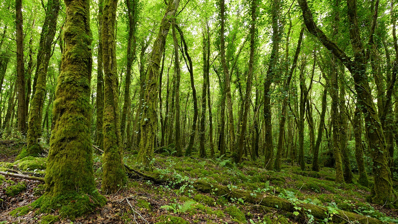 ireland forest tree free photo