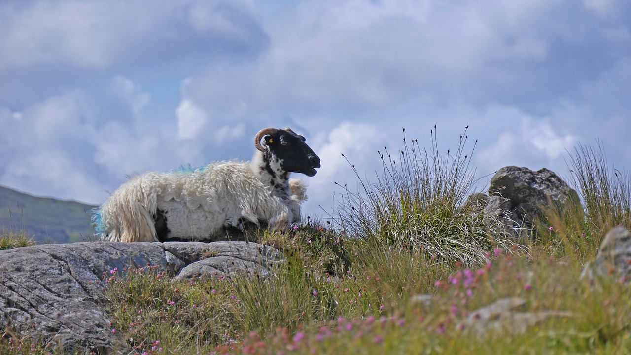 ireland sheep landscape free photo