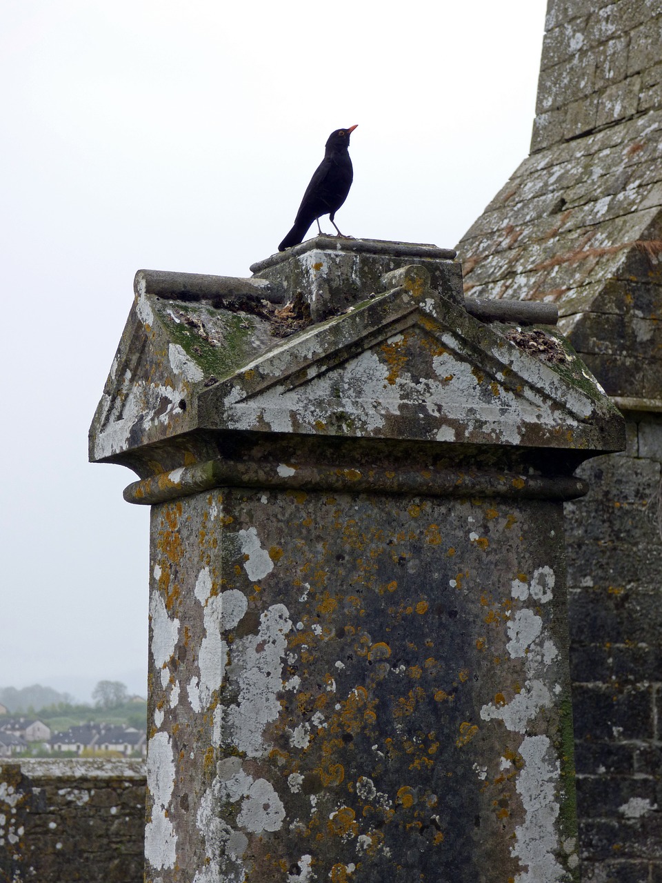 ireland crow bird free photo