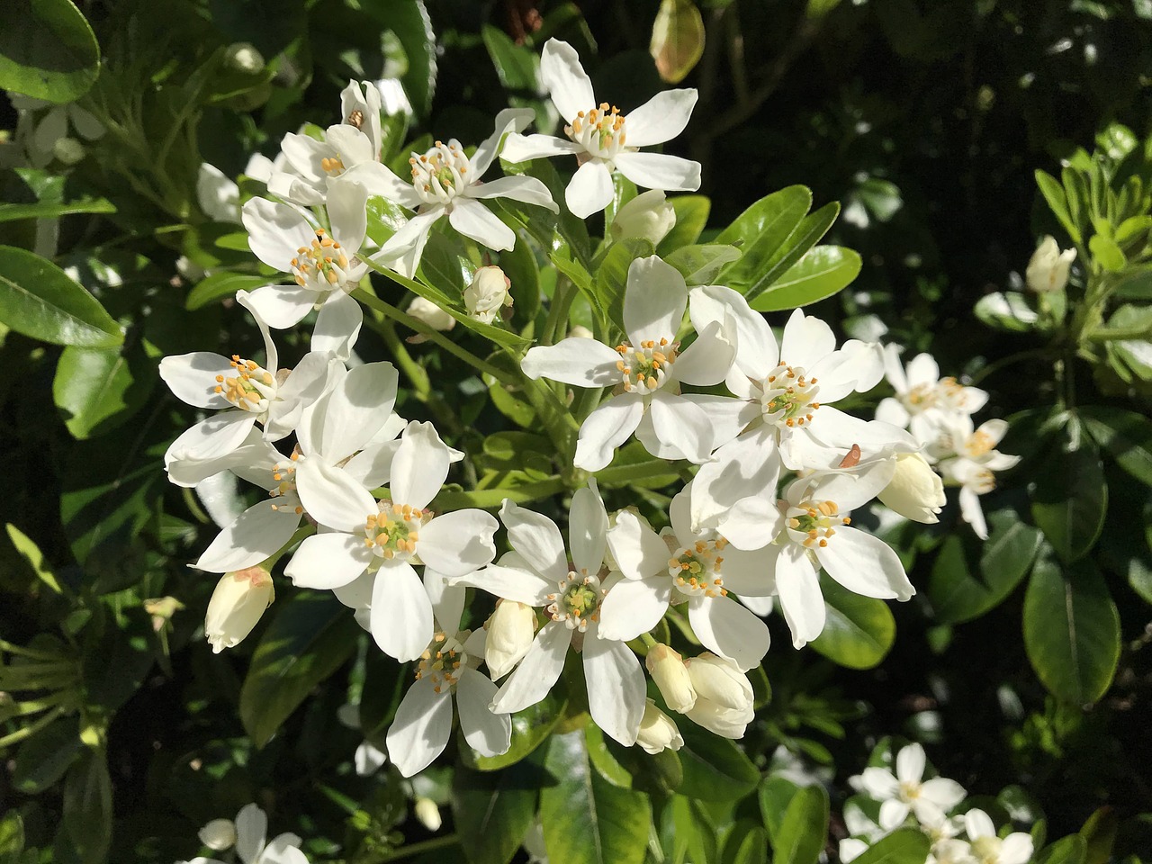 ireland  irish  flowers free photo