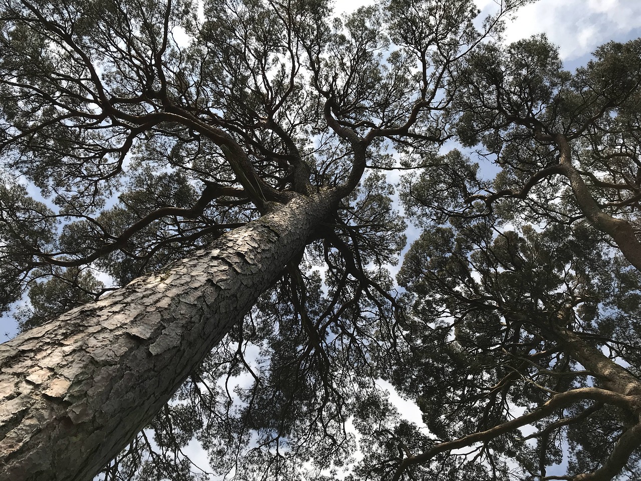 ireland  irish  trees free photo