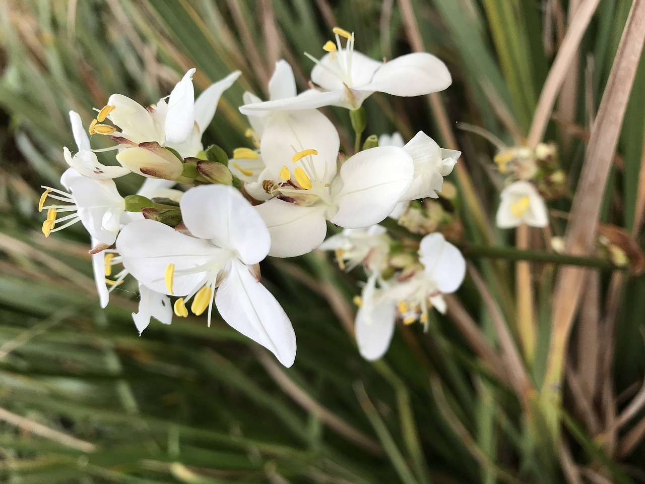 ireland  irish  flowers free photo