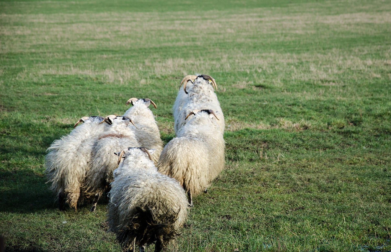 ireland  sheep  buck free photo