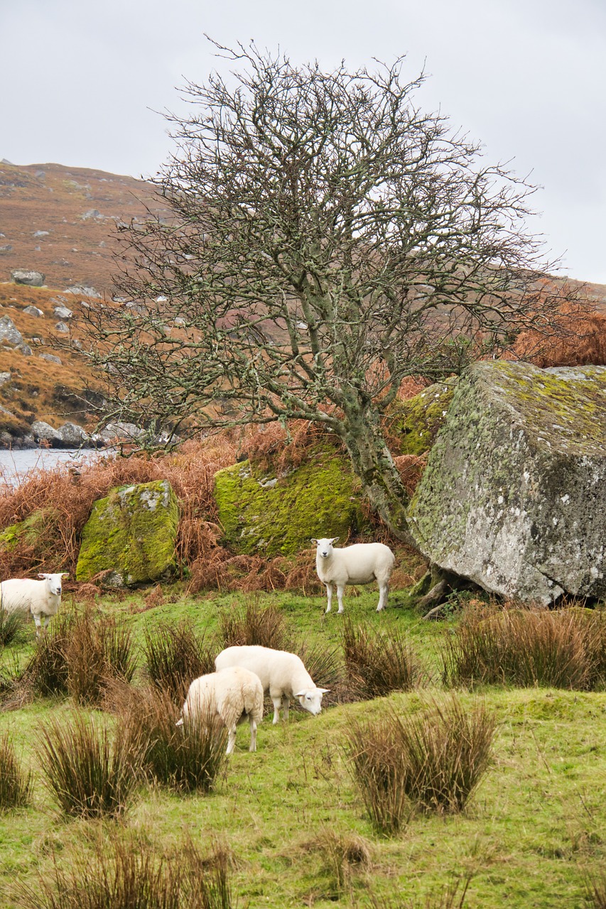 ireland  sheep  landscape free photo