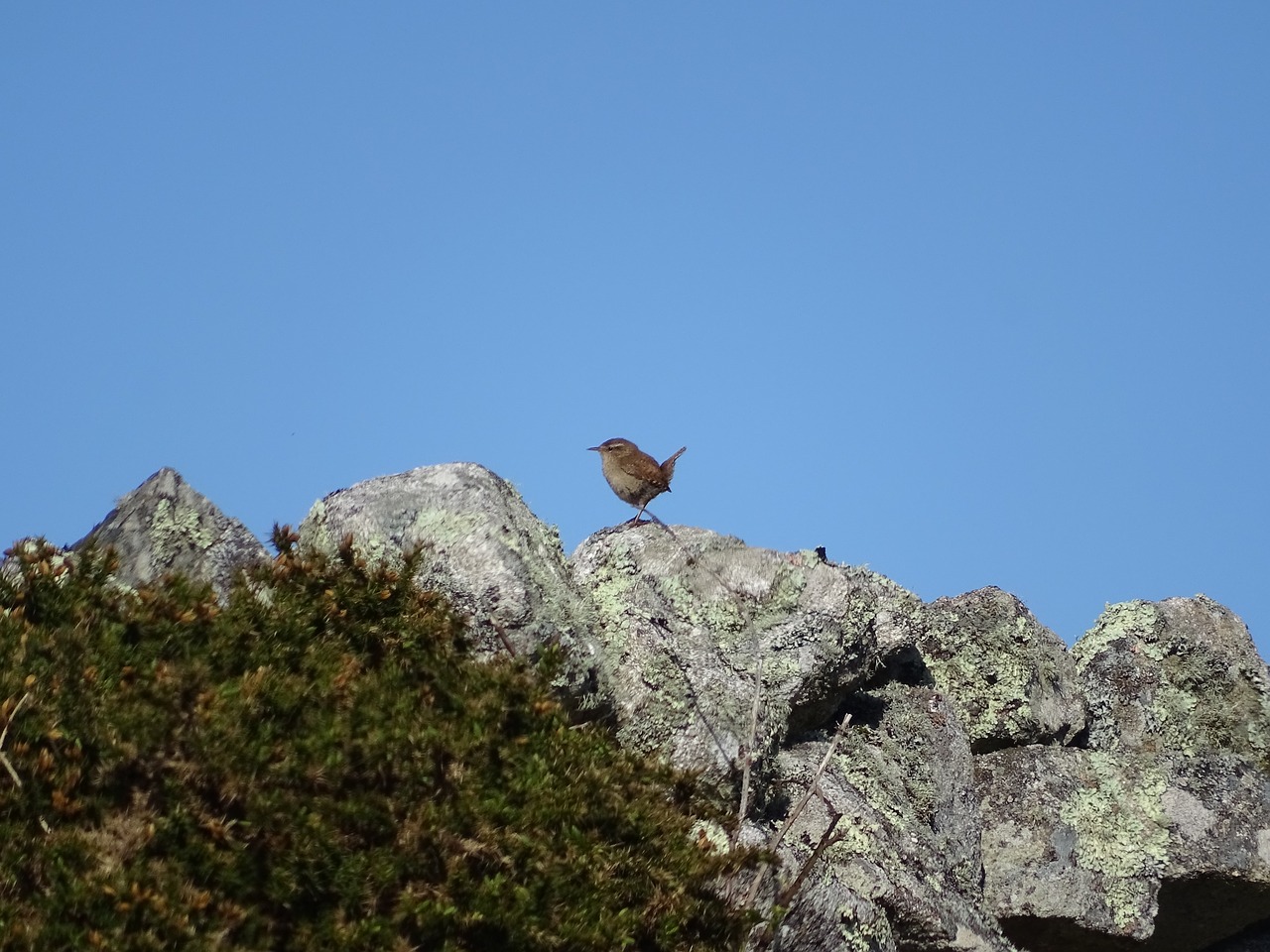 ireland  bird  nature free photo