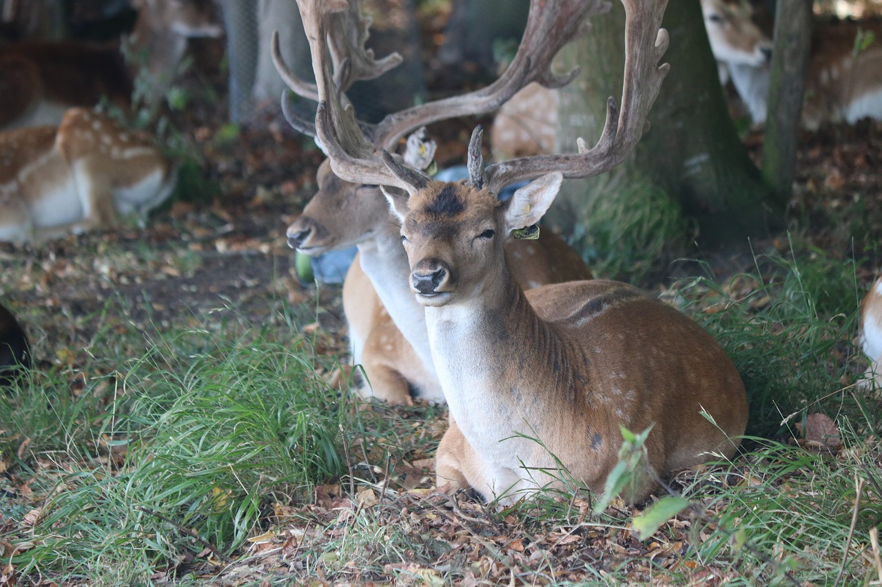 ireland  dublin  deer free photo