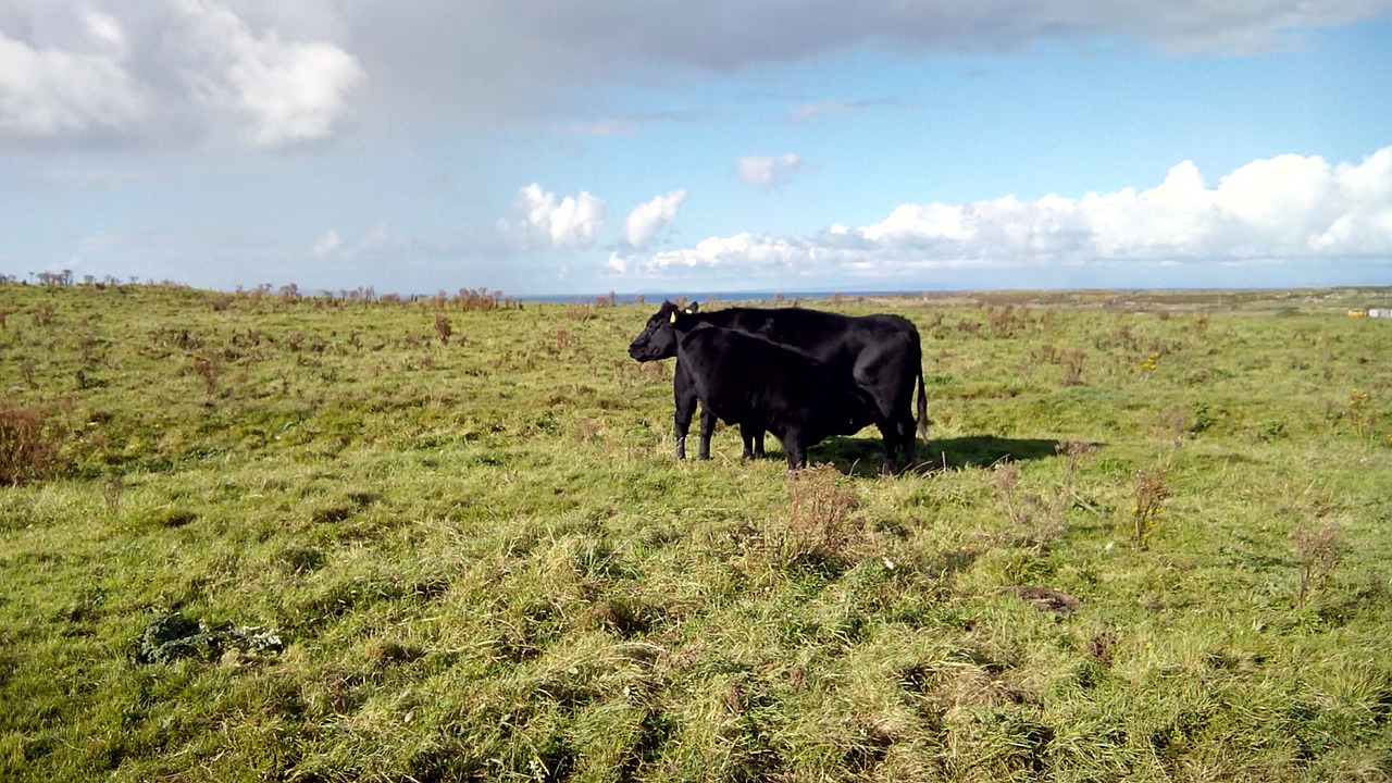 ireland cow field free photo