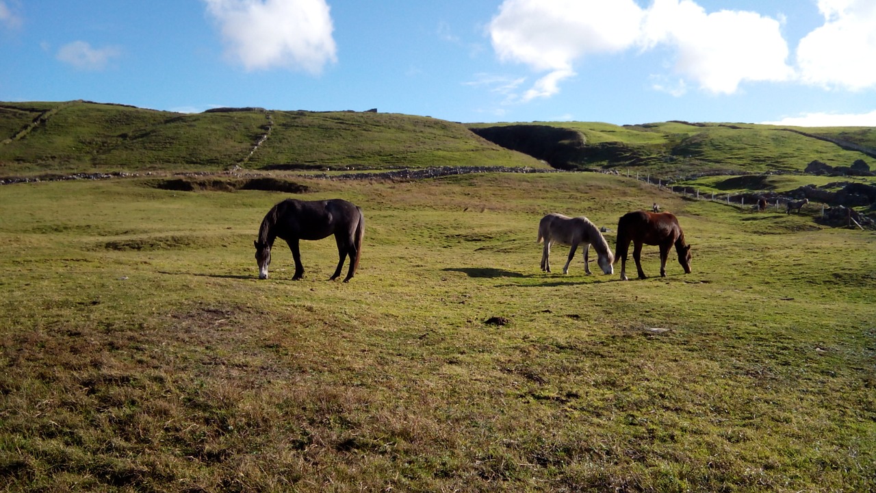 ireland farm horses free photo