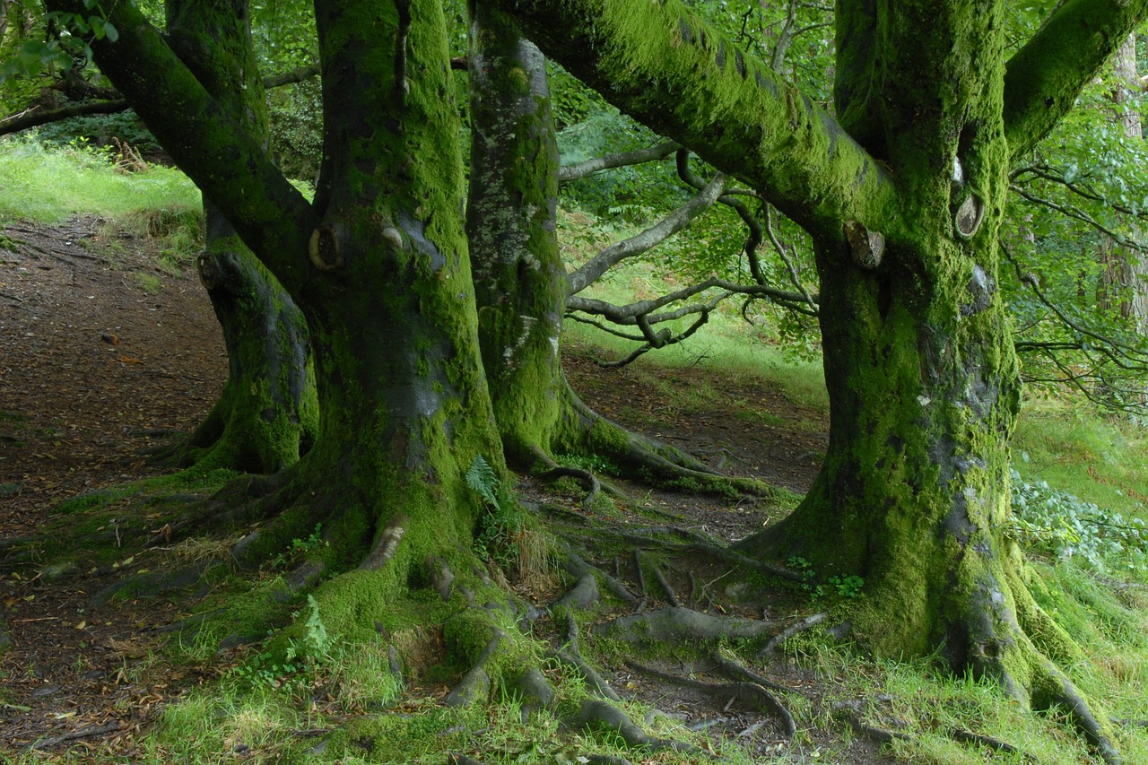 ireland trees forest free photo