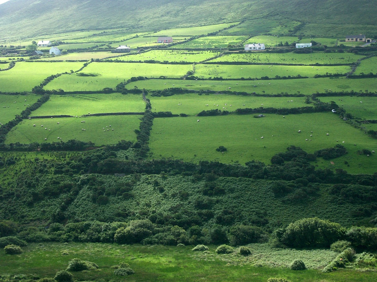 ireland meadow green free photo