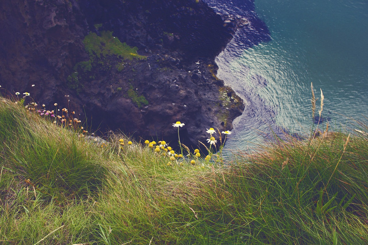 ireland sea flowers free photo