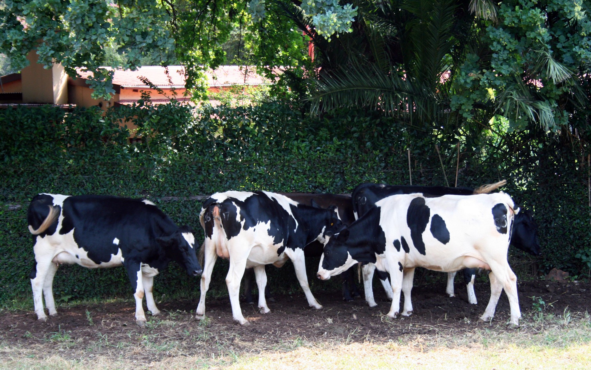 bovine cows milk free photo