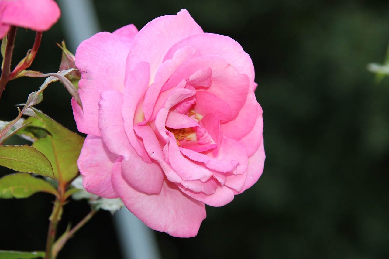 irina roses rose garden free photo