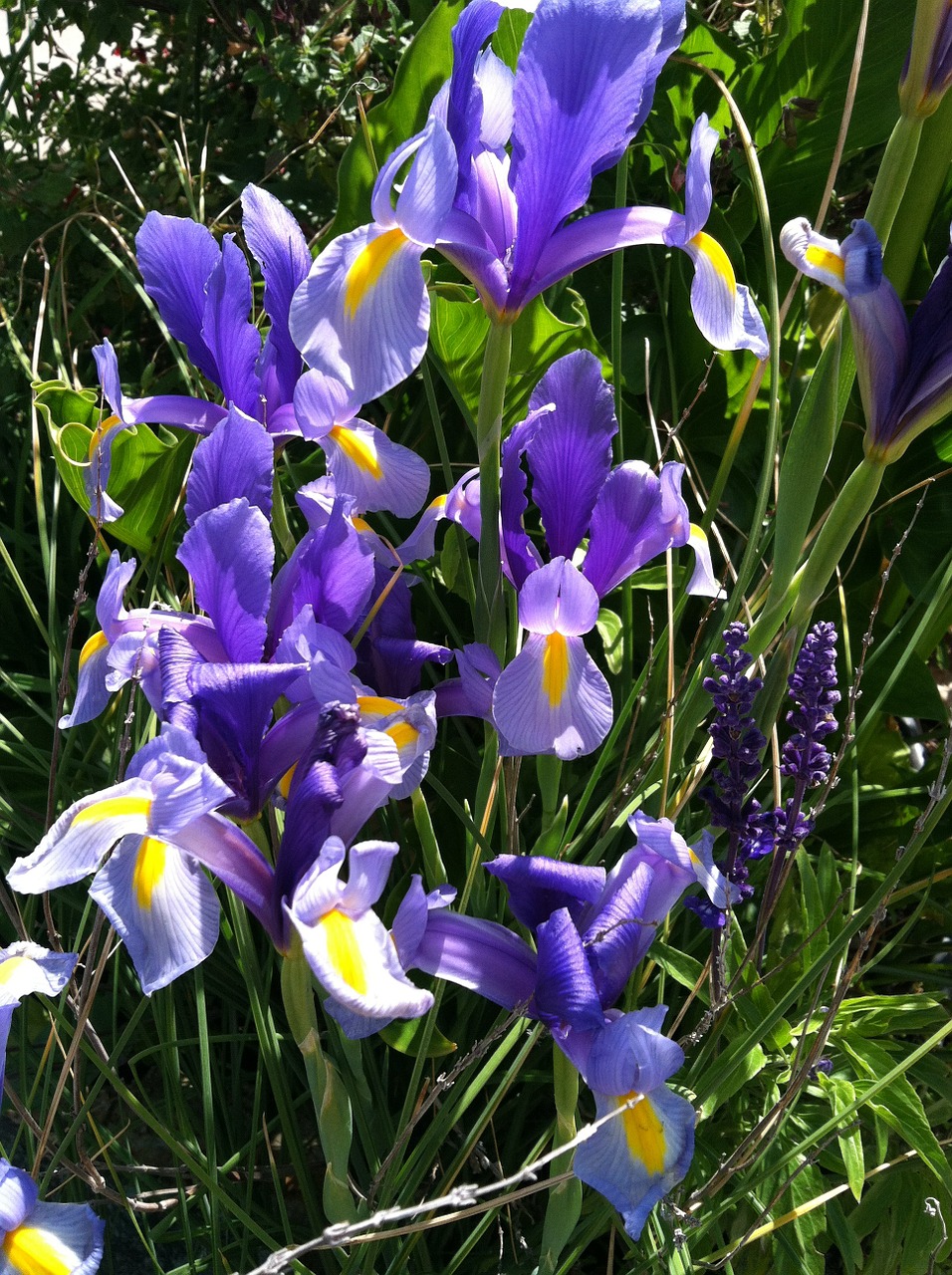 iris beardless iris blue iris free photo