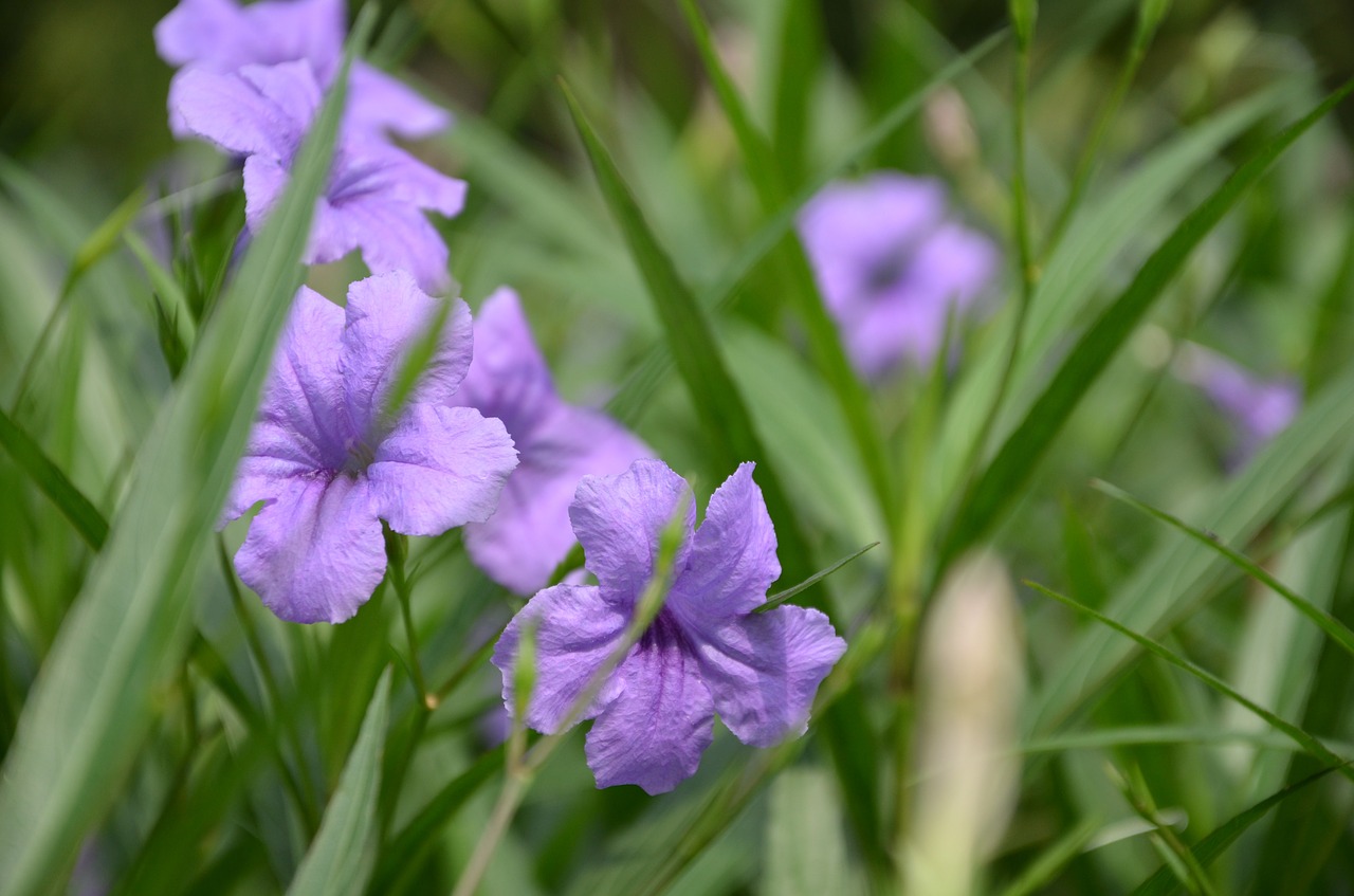 iris purple iris purple flowers free photo