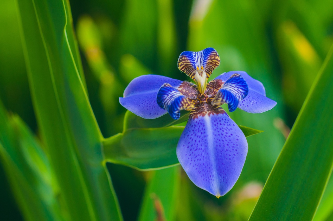 iris flag botany free photo