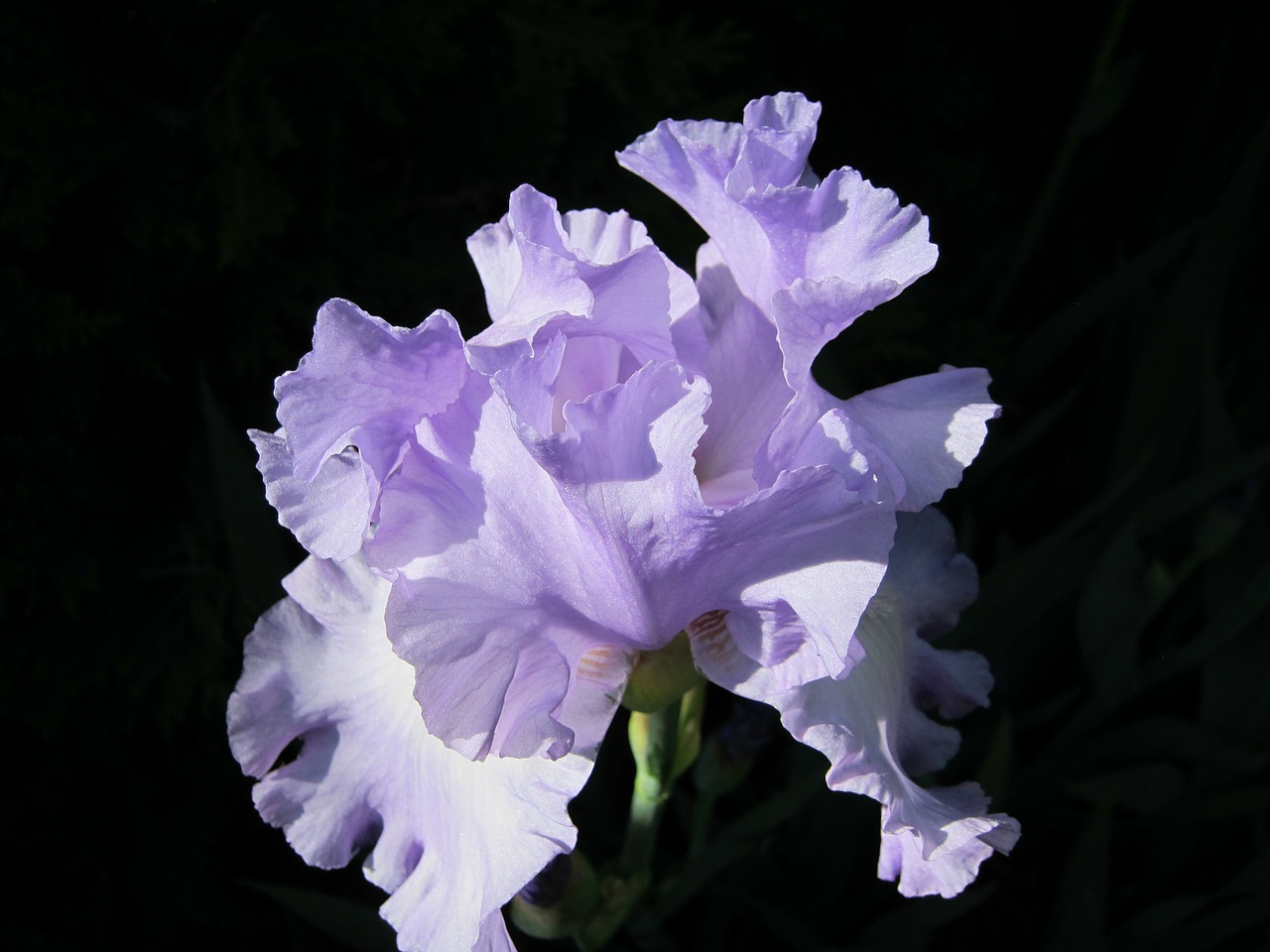 iris cape cod floral free photo