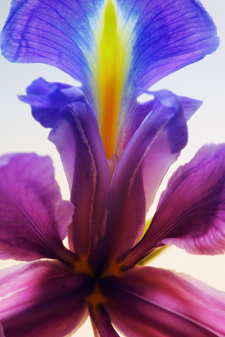 iris flower nature free photo