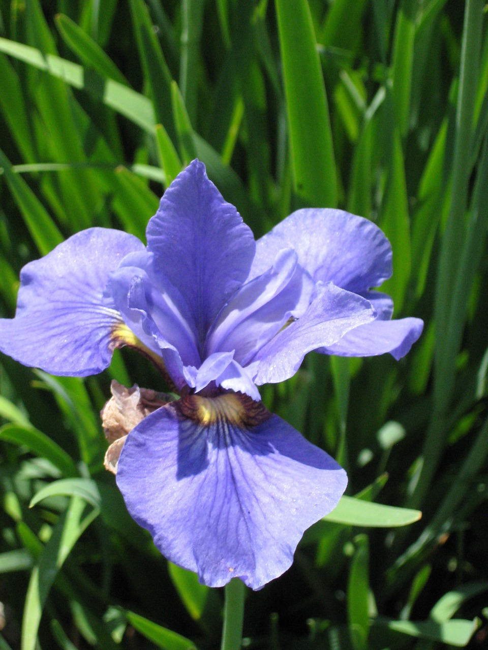 iris floral flower free photo