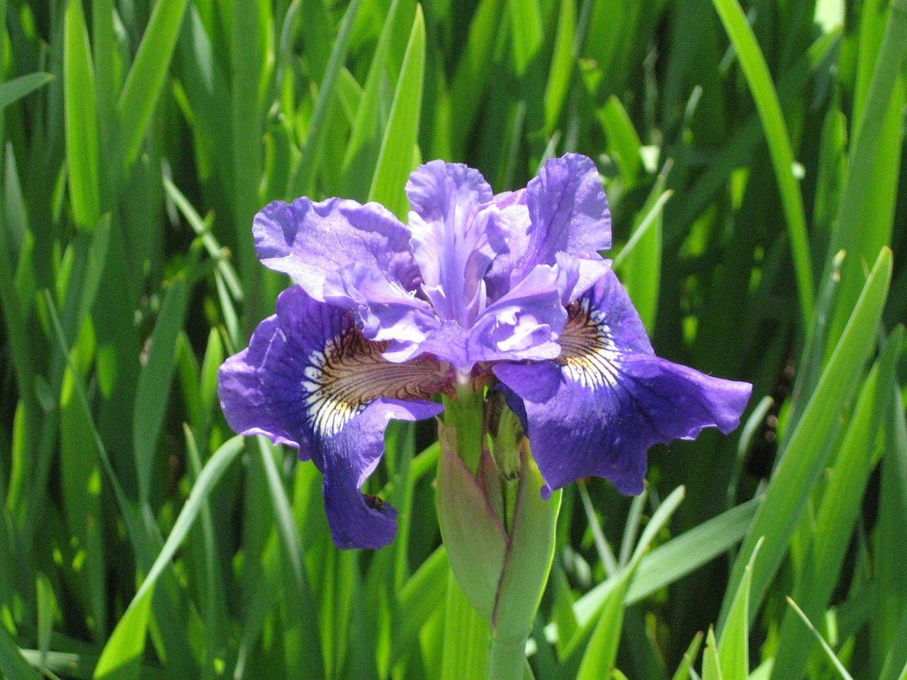 iris purple flower free photo