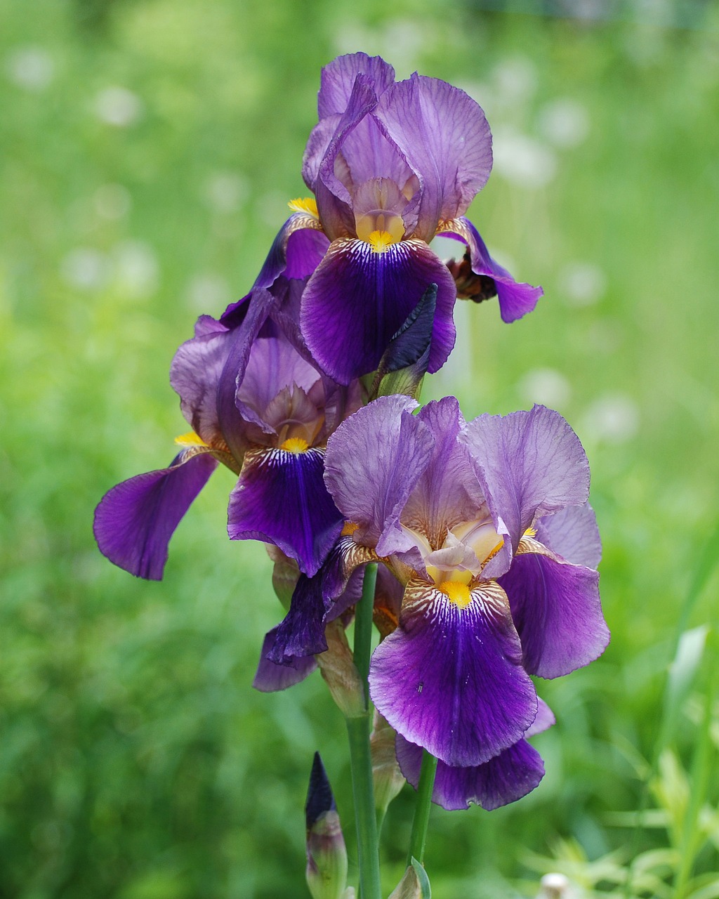 iris flower garden free photo