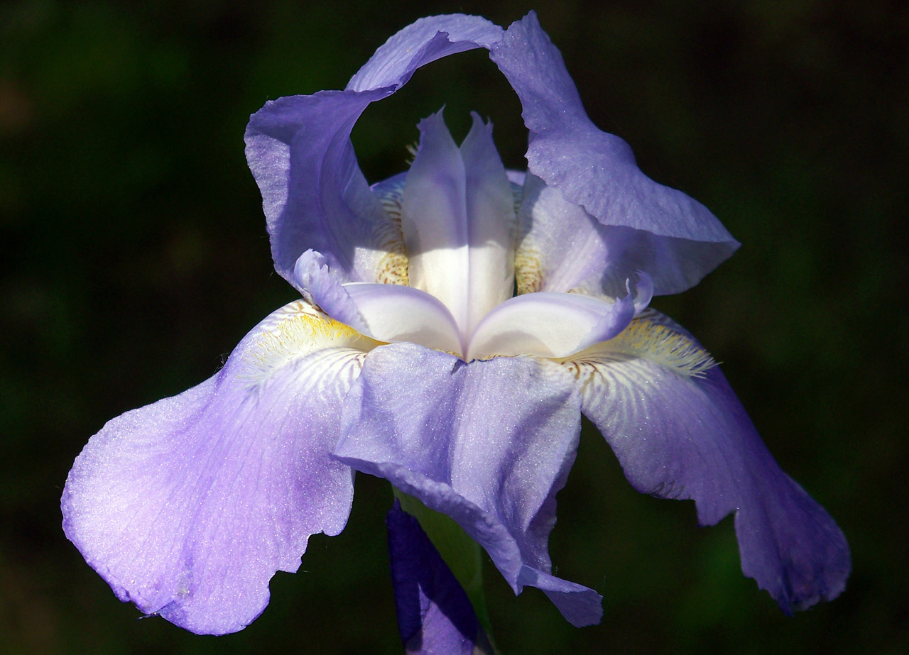 iris lavender flower free photo