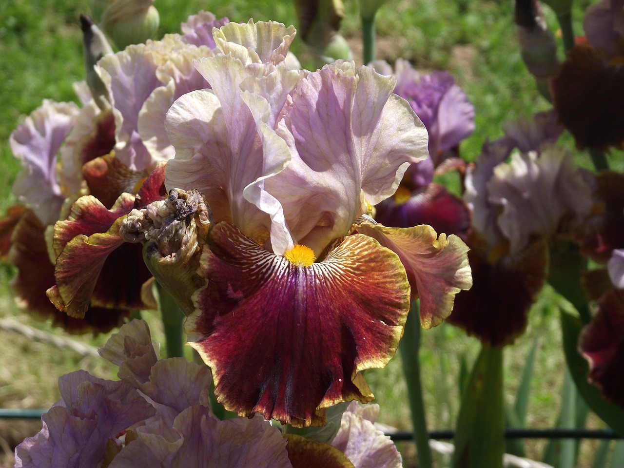 iris flowers garden free photo