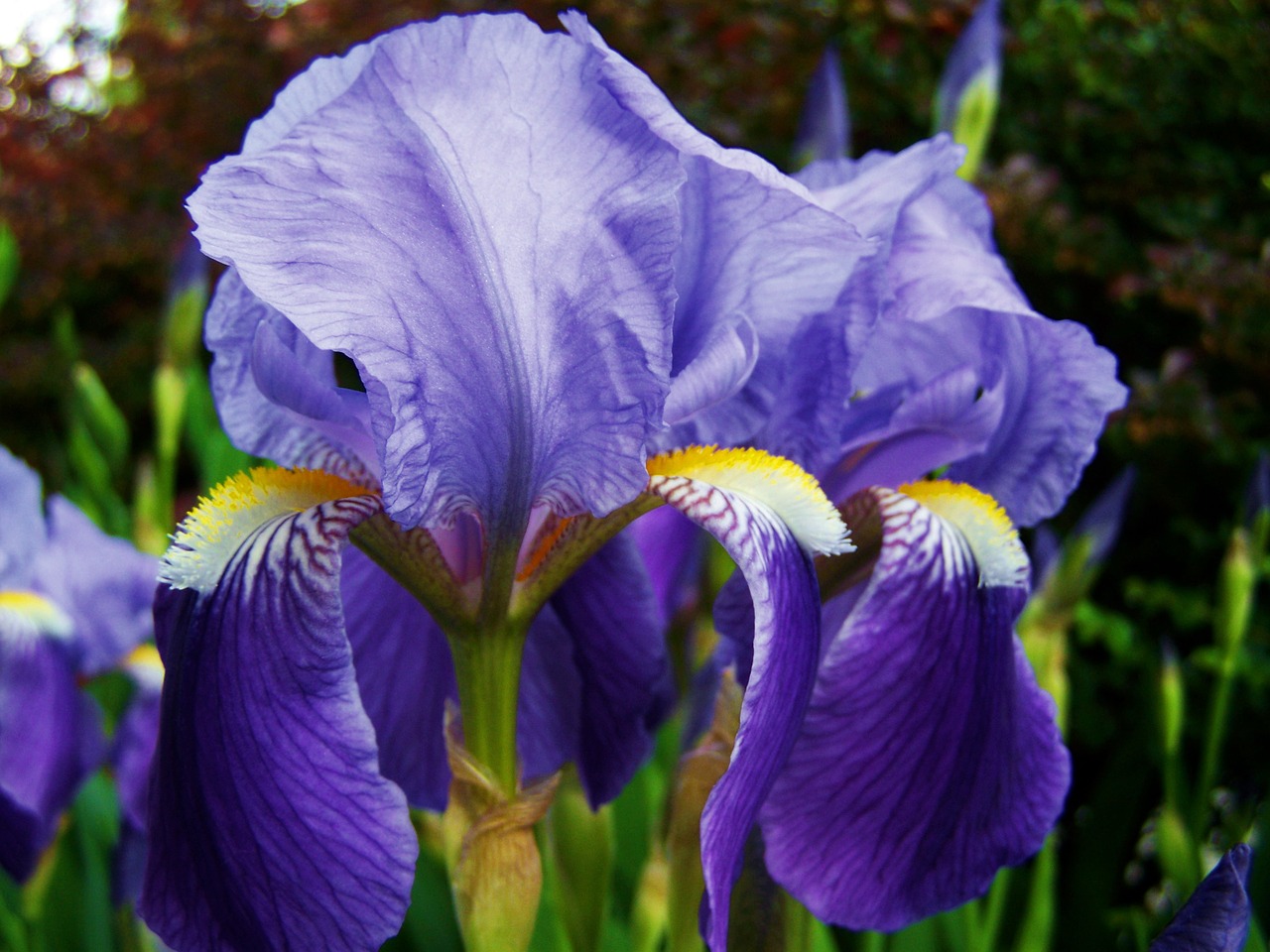 iris fleur-de-lis bluish-violet flower spring free photo