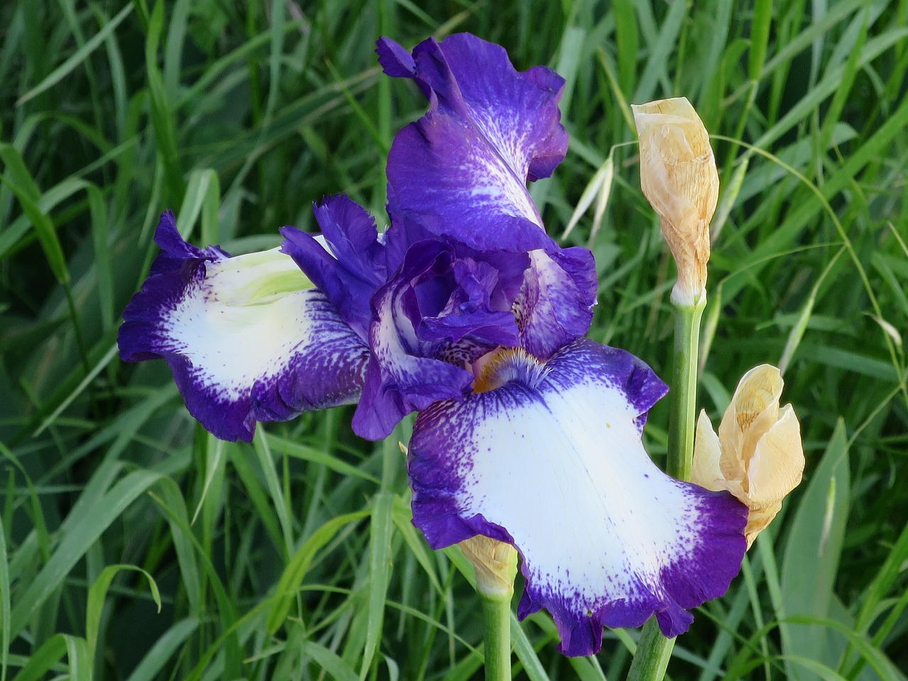 iris violet purple free photo